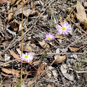 Brachyscome rigidula at Carwoola, NSW - 26 Feb 2023