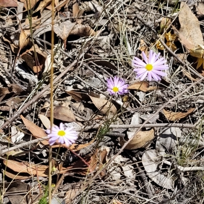 Brachyscome rigidula (Hairy Cut-leaf Daisy) at Stony Creek Nature Reserve - 26 Feb 2023 by trevorpreston