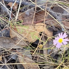 Brachyscome rigidula at Carwoola, NSW - 26 Feb 2023