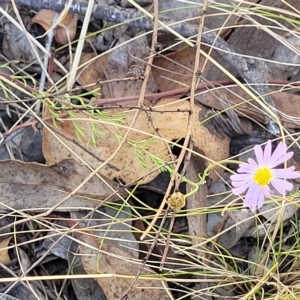 Brachyscome rigidula at Carwoola, NSW - 26 Feb 2023 12:50 PM