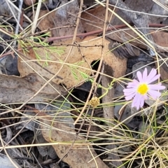 Brachyscome rigidula at Carwoola, NSW - 26 Feb 2023 12:50 PM