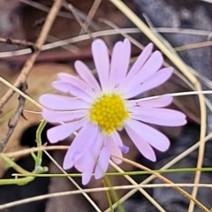 Brachyscome rigidula at Carwoola, NSW - 26 Feb 2023 12:50 PM