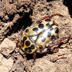 Neorrhina punctata (Spotted flower chafer) at Stony Creek Nature Reserve - 26 Feb 2023 by trevorpreston