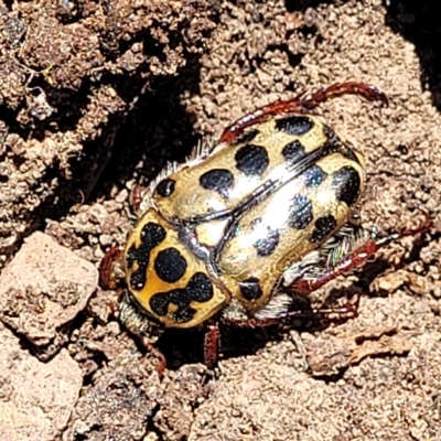 Neorrhina punctatum (Spotted flower chafer) at Stony Creek Nature Reserve - 26 Feb 2023 by trevorpreston