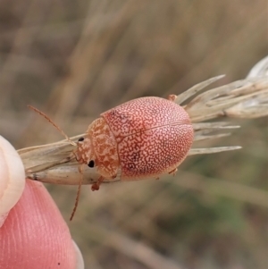 Paropsis atomaria at Cook, ACT - 23 Feb 2023