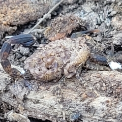 Lychas marmoreus (Little Marbled Scorpion) at Stony Creek Nature Reserve - 26 Feb 2023 by trevorpreston