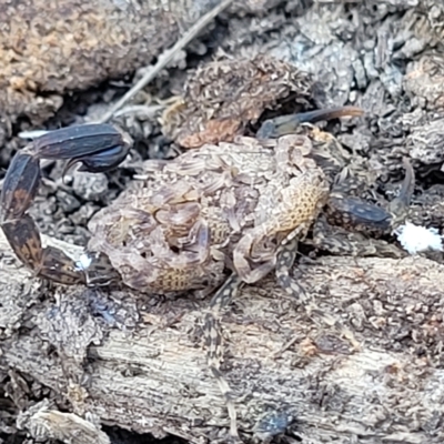 Lychas marmoreus (Little Marbled Scorpion) at Stony Creek Nature Reserve - 26 Feb 2023 by trevorpreston