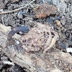 Lychas marmoreus at Carwoola, NSW - 26 Feb 2023 12:48 PM