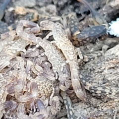 Lychas marmoreus at Carwoola, NSW - 26 Feb 2023