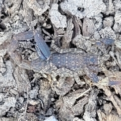 Urodacus manicatus (Black Rock Scorpion) at Stony Creek Nature Reserve - 26 Feb 2023 by trevorpreston