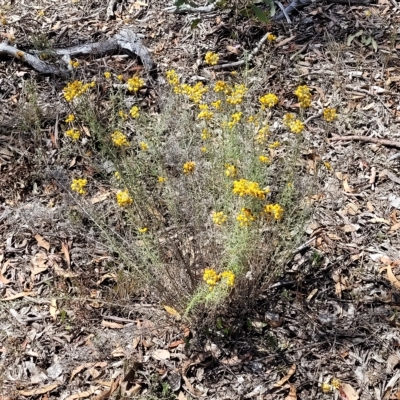 Chrysocephalum semipapposum (Clustered Everlasting) at Carwoola, NSW - 26 Feb 2023 by trevorpreston