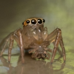 Prostheclina amplior (Orange Jumping Spider) at ANBG - 25 Feb 2023 by patrickcox