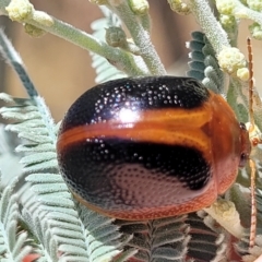 Dicranosterna immaculata (Acacia leaf beetle) at Stony Creek Nature Reserve - 26 Feb 2023 by trevorpreston