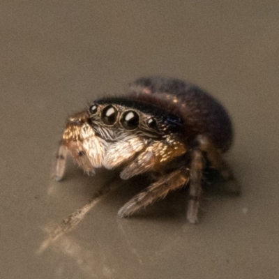 Simaethula sp. (genus) (A jumping spider) at ANBG - 25 Feb 2023 by patrickcox