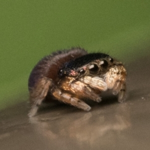 Simaethula sp. (genus) at Acton, ACT - 25 Feb 2023