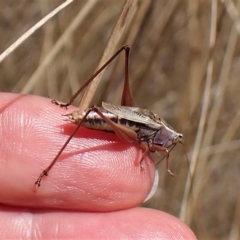 Conocephalus upoluensis (Meadow Katydid) at Mount Painter - 19 Feb 2023 by CathB