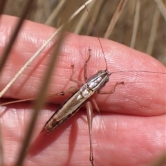 Conocephalus upoluensis at Cook, ACT - 19 Feb 2023