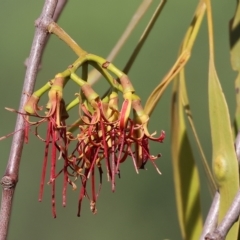 Amyema miquelii (Box Mistletoe) at Wodonga, VIC - 18 Feb 2023 by KylieWaldon