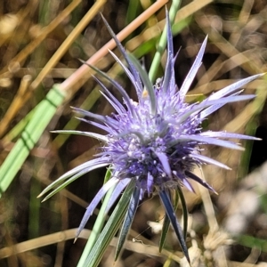 Eryngium ovinum at Carwoola, NSW - 26 Feb 2023