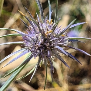 Eryngium ovinum at Carwoola, NSW - 26 Feb 2023 12:35 PM