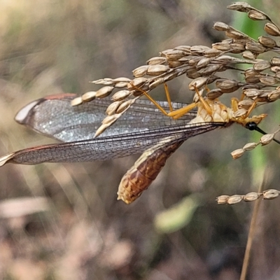 Nymphes myrmeleonoides (Blue eyes lacewing) at Carwoola, NSW - 26 Feb 2023 by trevorpreston