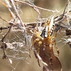 Plebs bradleyi (Enamelled spider) at Stony Creek Nature Reserve - 26 Feb 2023 by trevorpreston