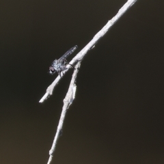 Unidentified Robber fly (Asilidae) at Wodonga, VIC - 18 Feb 2023 by KylieWaldon
