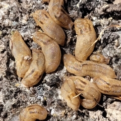 Ambigolimax sp. (valentius and waterstoni) (Striped Field Slug) at Carwoola, NSW - 26 Feb 2023 by trevorpreston