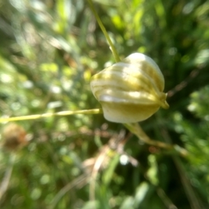 Diplodium decurvum at Kosciuszko National Park, NSW - suppressed