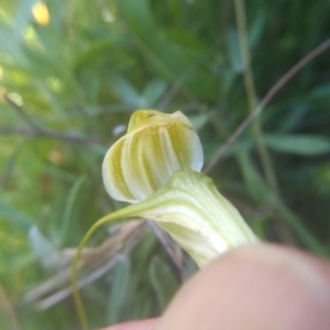 Diplodium decurvum at Kosciuszko National Park, NSW - suppressed