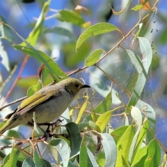 Ptilotula penicillata (White-plumed Honeyeater) at Wodonga, VIC - 18 Feb 2023 by KylieWaldon