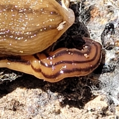 Anzoplana trilineata (A Flatworm) at Stony Creek Nature Reserve - 26 Feb 2023 by trevorpreston