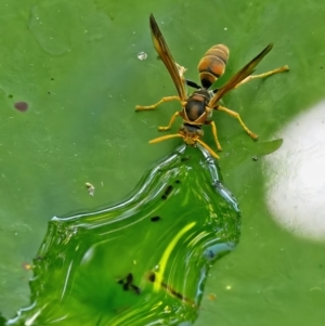 Polistes (Polistella) humilis at Weston, ACT - 25 Feb 2023 01:44 PM