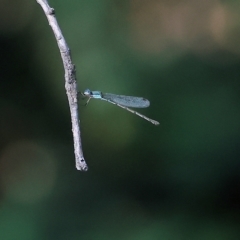 Austrolestes leda (Wandering Ringtail) at Wodonga, VIC - 18 Feb 2023 by KylieWaldon