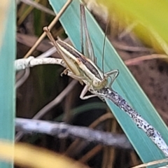 Conocephalus semivittatus (Meadow katydid) at Carwoola, NSW - 26 Feb 2023 by trevorpreston