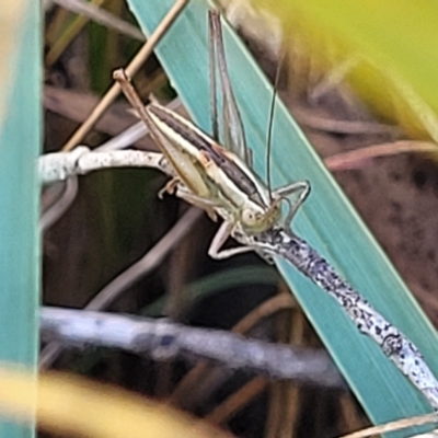 Conocephalus semivittatus (Meadow katydid) at Stony Creek Nature Reserve - 26 Feb 2023 by trevorpreston