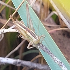 Conocephalus semivittatus at Carwoola, NSW - 26 Feb 2023