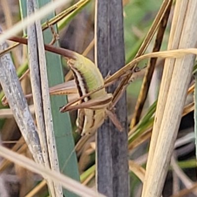 Conocephalus semivittatus (Meadow katydid) at Carwoola, NSW - 26 Feb 2023 by trevorpreston