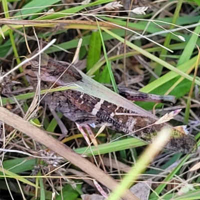 Gastrimargus musicus (Yellow-winged Locust or Grasshopper) at Carwoola, NSW - 26 Feb 2023 by trevorpreston