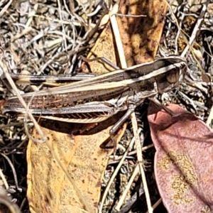 Macrotona australis at Carwoola, NSW - 26 Feb 2023