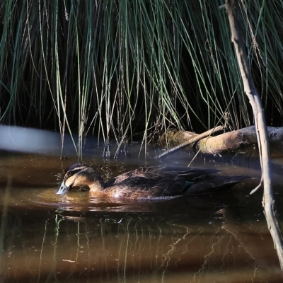 Anas superciliosa (Pacific Black Duck) at Wodonga, VIC - 19 Feb 2023 by KylieWaldon