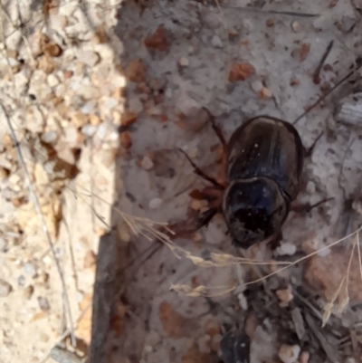 Scarabaeidae (family) (Scarab beetle, curl grub) at Rendezvous Creek, ACT - 26 Feb 2023 by VanceLawrence