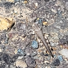 Pycnostictus seriatus at Carwoola, NSW - 26 Feb 2023