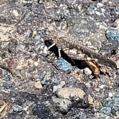 Pycnostictus seriatus at Carwoola, NSW - 26 Feb 2023