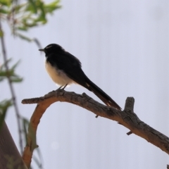 Rhipidura leucophrys (Willie Wagtail) at Wodonga, VIC - 18 Feb 2023 by KylieWaldon