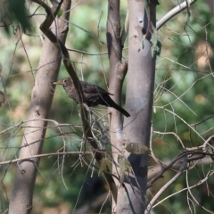 Turdus merula (Eurasian Blackbird) at Wodonga, VIC - 19 Feb 2023 by KylieWaldon