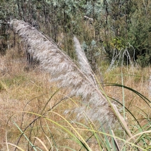 Cortaderia selloana at Carwoola, NSW - 26 Feb 2023 12:05 PM