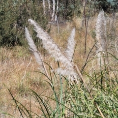 Cortaderia selloana at Carwoola, NSW - 26 Feb 2023 12:05 PM