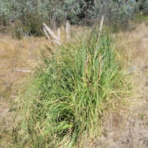 Cortaderia selloana at Carwoola, NSW - 26 Feb 2023