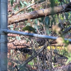 Platycercus elegans flaveolus (Yellow Rosella) at Wodonga, VIC - 19 Feb 2023 by KylieWaldon